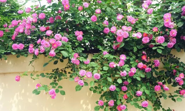 你的院子里有夢境般的花果藤架嗎？